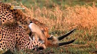 Worlds Deadliest Animal Planet on Earth