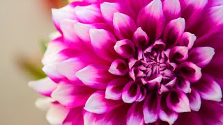 Detox Your Mind | Positive Energy Music 528Hz | Deep Healing Miracle Tone | Meditation Sounds