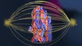 SPM Biology, Form 4 Chapter 5: Cell Division (Meiosis)