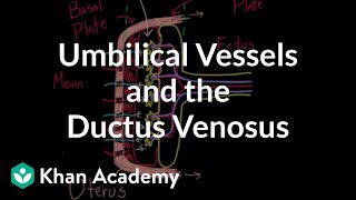 Umbilical vessels and the ductus venosus | Circulatory system physiology | NCLEX-RN | Khan Academy