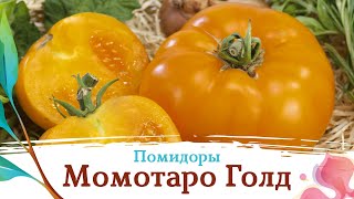 Редкие японские помидоры Момотаро Голд