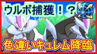 【USUM】 色違いキュレム！ウルボで捕獲の瞬間！ 伝説色違いウルトラボールで捕獲の旅！  ポケモンウルトラサンムーン 【メイルス実況】