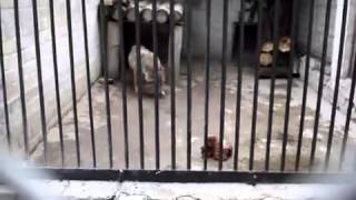 волк съел посетителя зоопарка - wolf ate a visitor of zoo