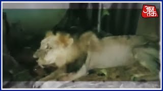 Lion Hunted Three Calf But Horse Fought Firmly In A Village Of Amreli
