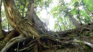 Forest Therapy　 森林セラピー・イン・智頭町