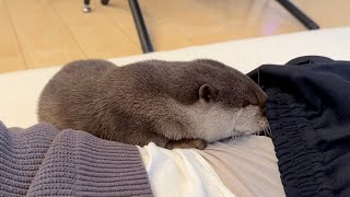 飼い主が無抵抗で寝ているとその隙にカワウソは何をする？ What does an otter do when I'm sleeping unprovoked and in the meantime?
