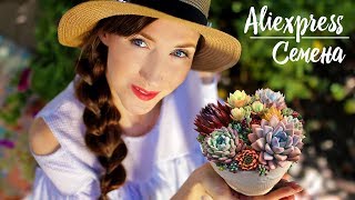 СЕМЕНА с Aliexpress ЧТО ВЫРОСЛО \ Суккуленты \ Кактусы \ Эвкалипт \ РОЗЫ