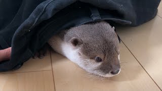 カワウソさくら カワウソを捕獲するための罠を仕掛けてみた！ Set up a trap to capture otters