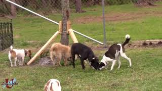 University of Doglando - Enrichment 101