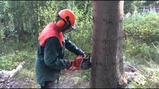Trädfällning med precision tree felling with precision