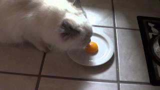 Isadora eating egg yolk