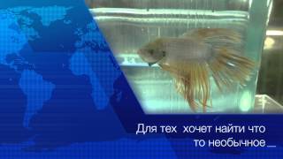 Рыбка петушок (лат. Betta splendens)