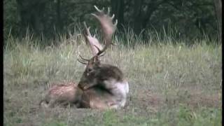 Hungary hunting part 1