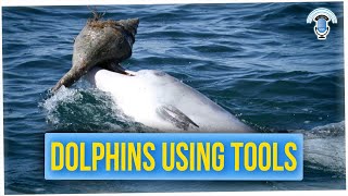 Dolphins Are Teaching Each Other How to Use Tools (ft. Anthony Lee)