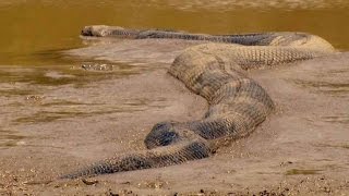 Гиганты мира животных  National Geographic документальные фильмы 2017 hd
