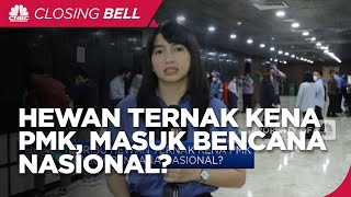 Hewan Ternak Kena PMK, Masuk Bencana Nasional?