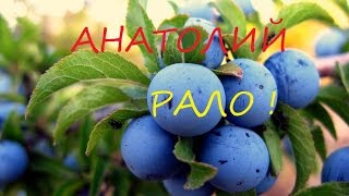 КАК СДЕЛАТЬ ТЕРНОВКУ. АНАТОЛИЙ РАЛО. HOW TO MAKE TERNOVKA. ANATOLY RALO.