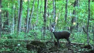 3D Archery