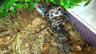 Радужный удав ест птенца перепела/ Rainbow boa eats baby quail