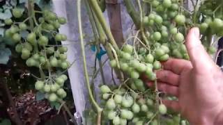 Video 1  Hibridos Tropicales de uva Lacigral y Dorian