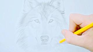 Копия видео "Как нарисовать волка! How to draw a wolf!"