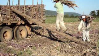 CORA - Carga de camión con caña de azúcar por mano de obra 2