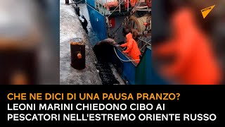 Che ne dici di una pausa pranzo? Leoni marini chiedono cibo ai pescatori nell'estremo oriente russo