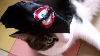 Trailer - Adventures of a Cat Jorik Boss