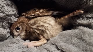 Али-экспресс - ожидания кота и реальность совы. Котёнок-совёнок лучик