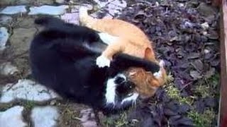 разборка котов
