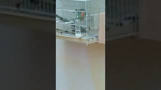 Apareamiento de agapornis rosicolis= depurado + ancestral