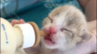 Just Born and Orphaned - Baby Kittens Rescued