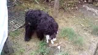 Kutya,macska szex,Zoo sex,Dog and cat sex.