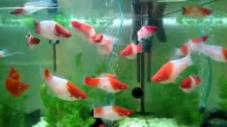 Xiphophorus helleri Koi Kohaku  Меченосцы Кои Кохаку, продаю в Питере.