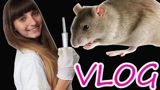 ✿ VLOG ✿ ОДИН ДЕНЬ ИЗ МОЕЙ ЖИЗНИ ✿ Утро ✿ Учеба ✿ Лабораторные крыски✿