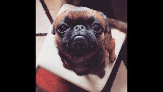 Legrační brabantíci / Funny DOG - Petit Brabancon from Czech Republic