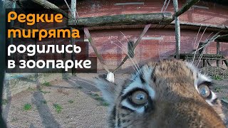 Редкие амурские тигрята родились в период пандемии в Московском зоопарке