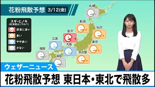 12日(金) 花粉飛散予想　東日本・東北で花粉の飛散が多い予想