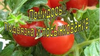 ПОМИДОРЫ. Подвязка и пасынкование. Наш опыт