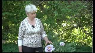 Ландшафтные хитрости. Выпуск 100