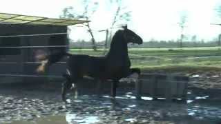 DHH stallion Handro T (v.Cizandro)