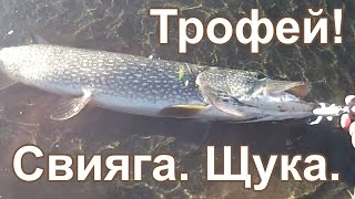 Ловля на волкер (уокер). Трофейная щука на Свияге.