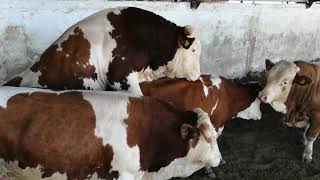 Bulls & Cows Best Farming - New Bulls Meet Cows First Time #16