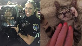 Compassionate Cop Rescues 63 Adorable Stray Cats