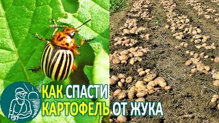 Как спасти картофель от колорадского жука ???? Выращивание картофеля по технологии Гордеевых