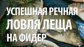 ФИДЕРНАЯ ЛОВЛЯ РЫБЫ ЛЕЩ на РЕКЕ. РЫБАЛКА с НОРМУНДОМ ГРАБОВСКИСОМ