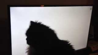 Ikarus playing "CAT GAMES - MOUSE HUNT (FOR CATS ONLY)"