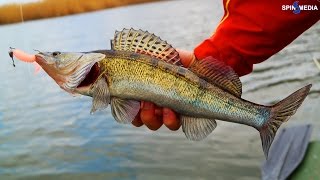 Ловля судака в отвес на джиг Рыбалка на судака на джиг с лодки. Съедобная резина в бревнах.