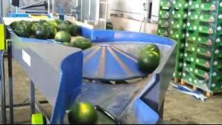 Linea Completa para envasadr Melones y Sandias - Peso precio