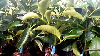 Cây măng cụt ghép có trái som